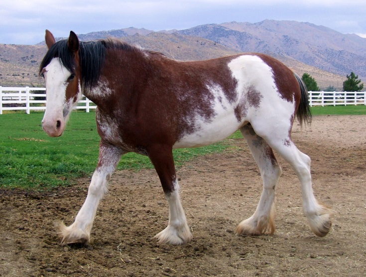 caballo clydesdale color leopardo