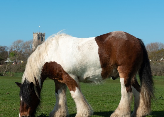 caballo de raza grande ardennais