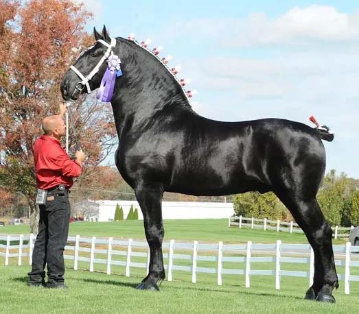 caballo gigante percheron color negro