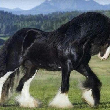 caballo gigante raza shire