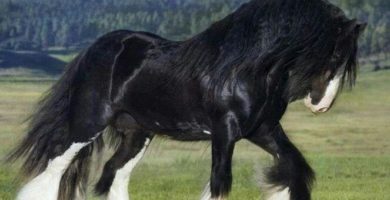 caballo gigante raza shire