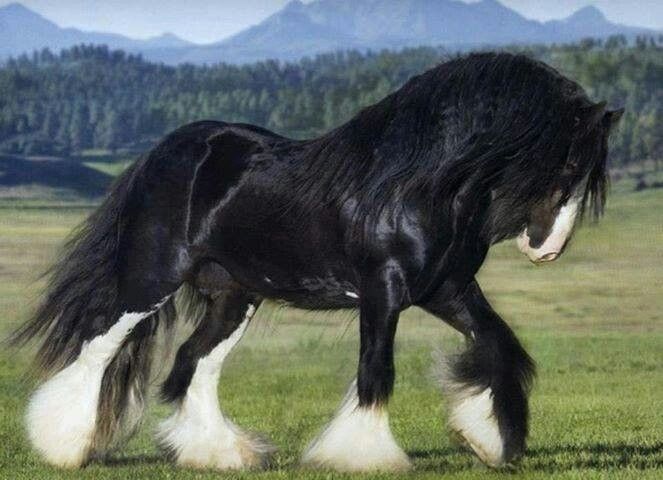 caballo gigante raza shire