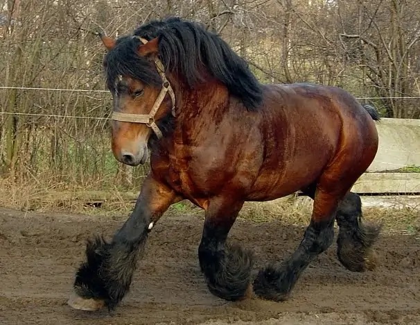 caracteristicas caballo ardenes belga grande