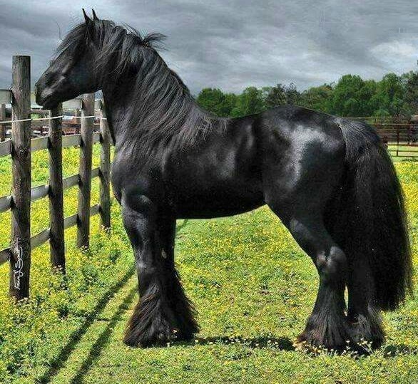 caballo grande negro raza clydesdale