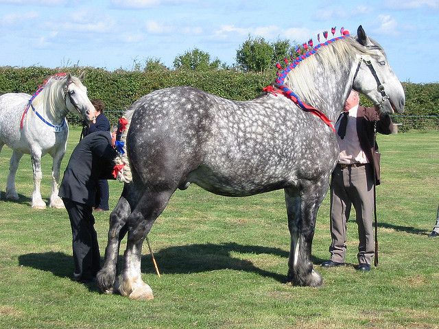 caballo percheron con pelaje leopardo