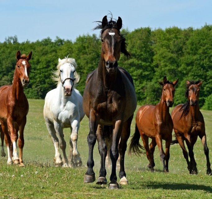 razas de caballos más famosas y comunes