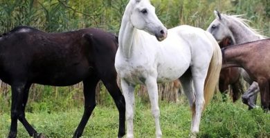 caballos de raza arabe asiatica