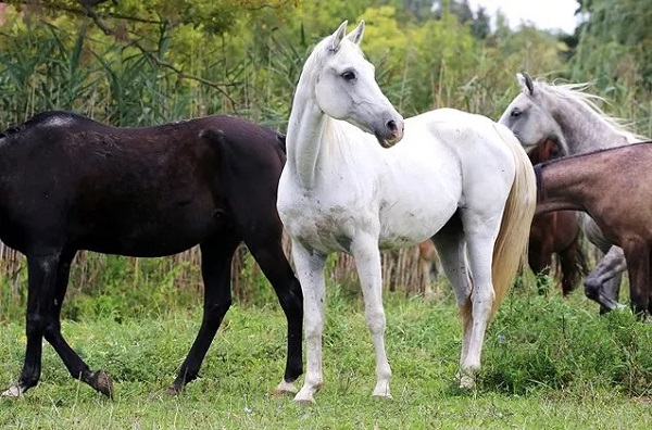 caballos de raza arabe asiatica