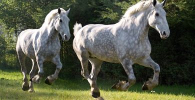 caballos grandes raza percheron