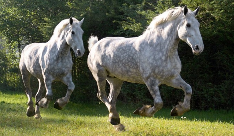 caballos grandes raza percheron