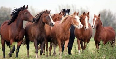 caballos medianos de raza equina