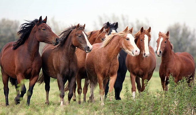 caballos medianos de raza equina