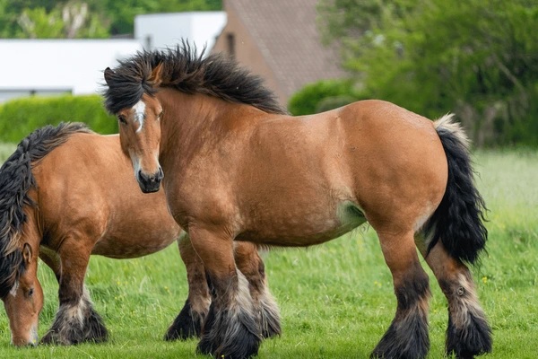 caballos raza ardennais