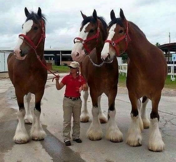 clydesdale caballos de raza grande gigante