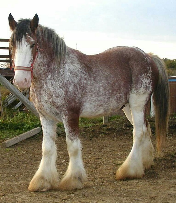 clydesdale pelaje color blanco gris