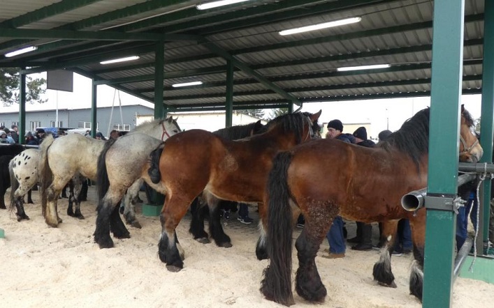 comprar caballos en mercados