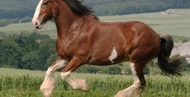 equino clydesdale caracteristicas