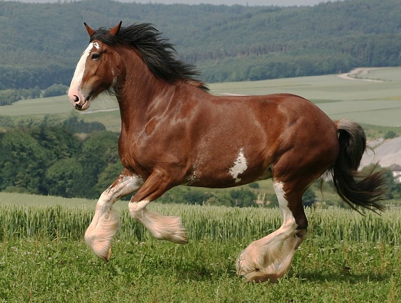 equino clydesdale caracteristicas