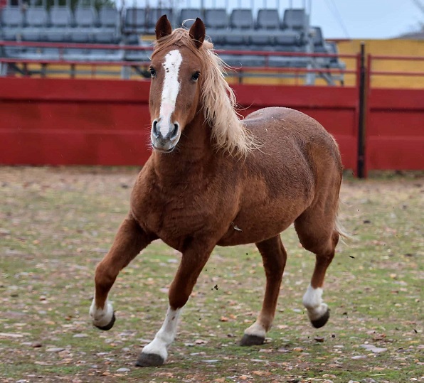 percheron pelaje rojizo