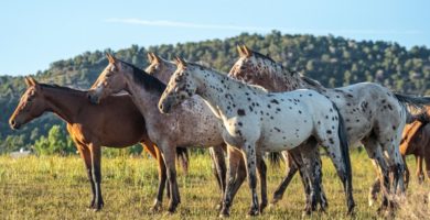 razas de caballos americanos