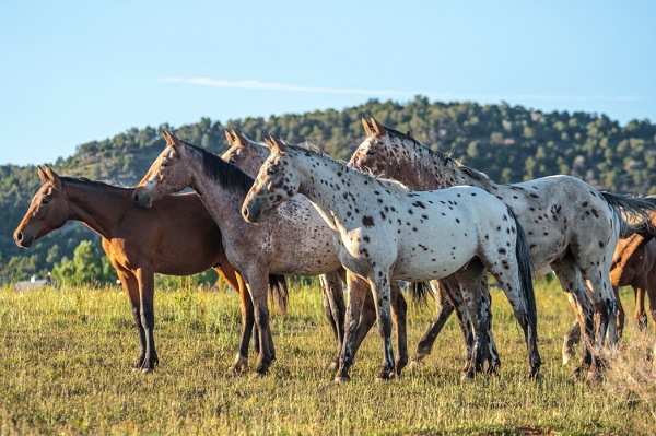 razas de caballos americanos