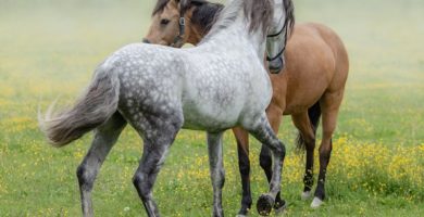 razas de caballos españoles