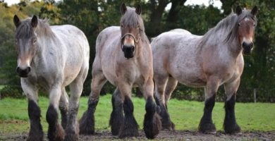 razas de caballos grandes