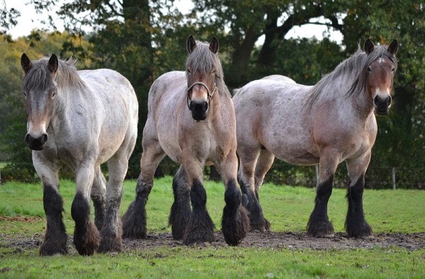 razas de caballos grandes