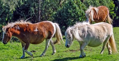 razas de caballos pequenos