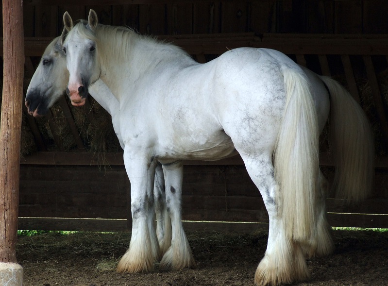 shire albino caballo pelaje blanco