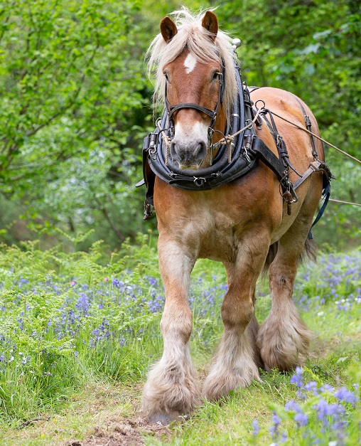 shire equino grande color marron