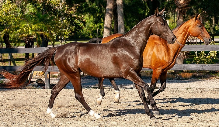 akhal teke pura raza pedigri