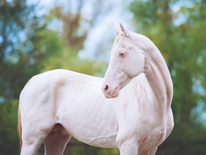 caballo akhal teke color blanco albino