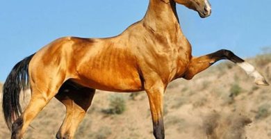 caballo akhal teke