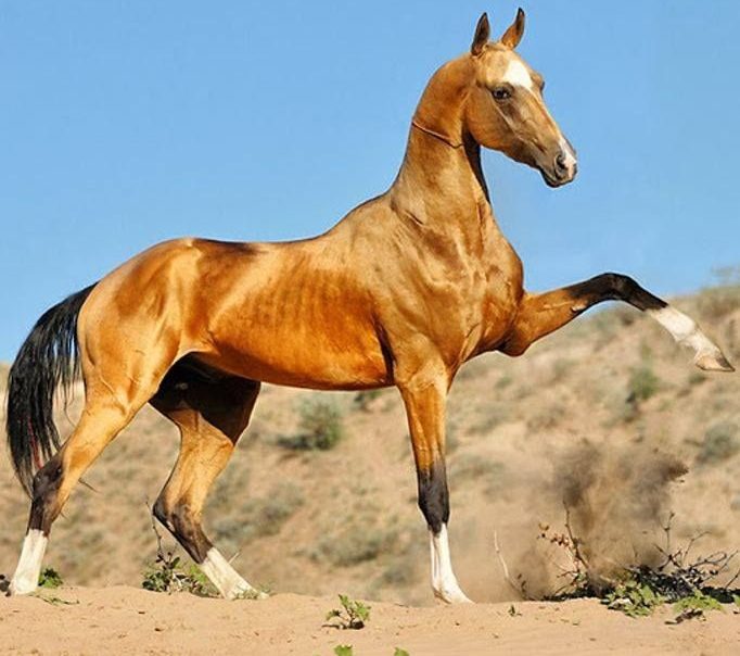 caballo akhal teke