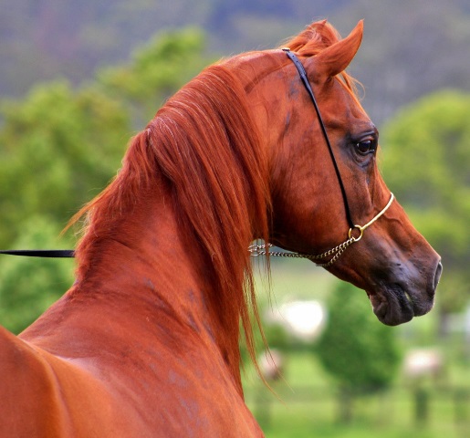 caballo arabe pelaje rojo