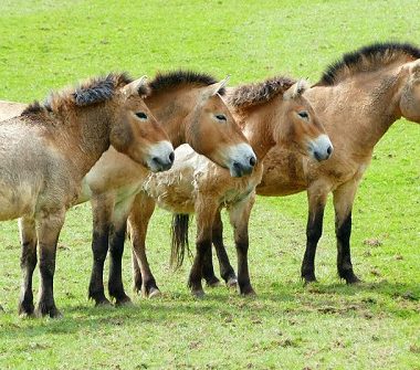 caballo mongol asiatico