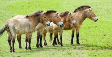 caballo mongol asiatico