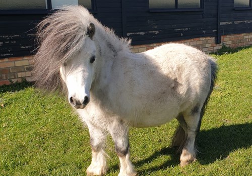 caballo shetland color blanco