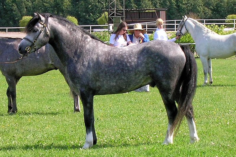 caballo welsh color gris