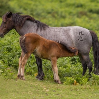 caballos dartmoor ponies pequeños
