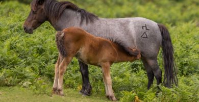 caballos dartmoor ponies pequeños