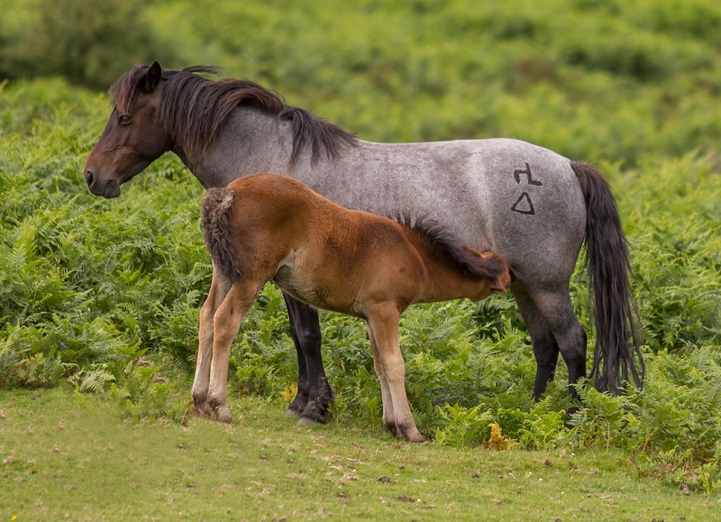 caballos dartmoor ponies pequeños