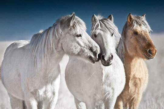 caballos mongoles albinos color blanco