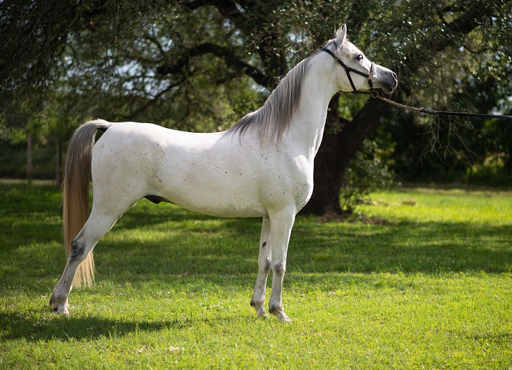 caballos raza arabe color blanco