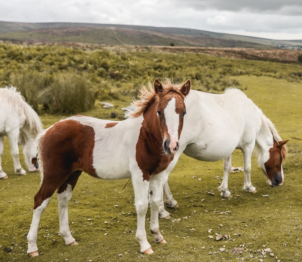 dartmoor leopardo marron blanco