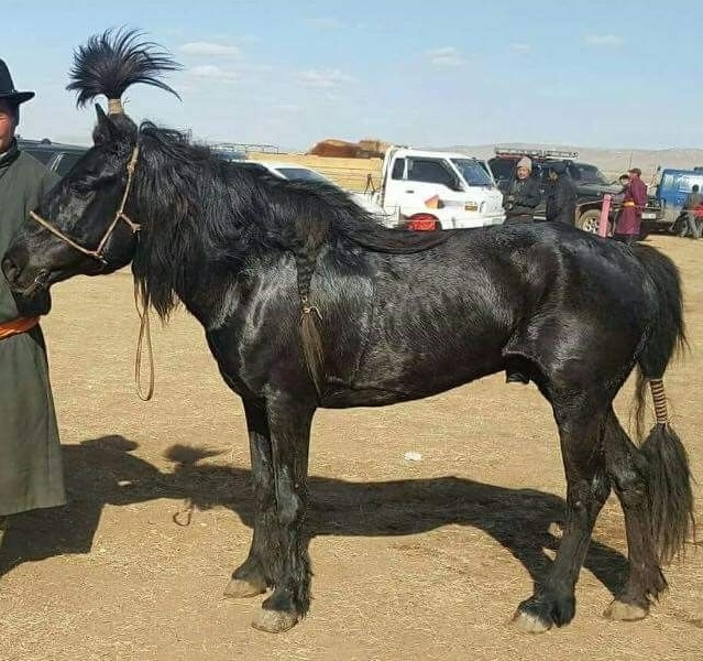 mongol equino pelaje negro