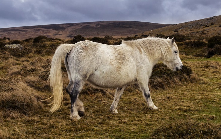 poni dartmoor blanco albino