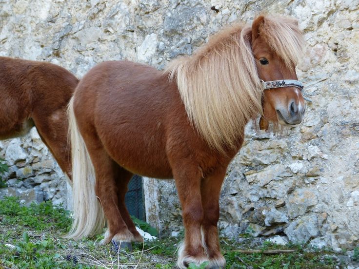 poni shetland pelaje marron