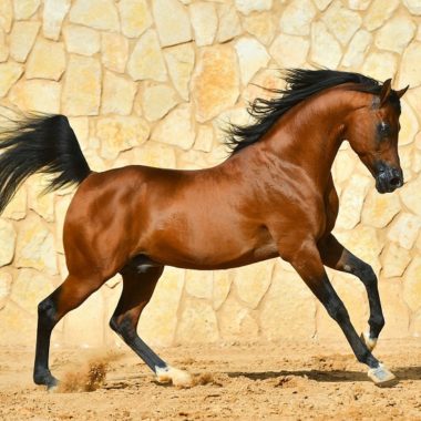 raza arabe de caballos